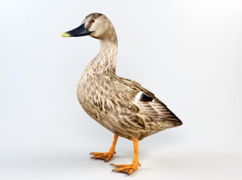 Brown Duck Animal