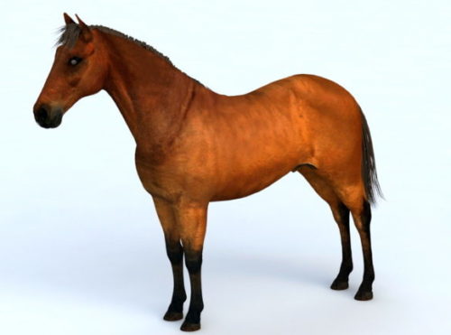 Wild Brown Horse