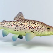 Animal Brown Trout Fish