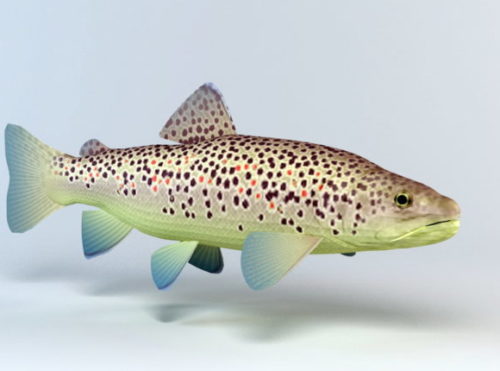 Animal Brown Trout Fish