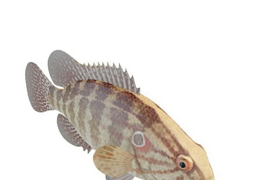 Brown Striped Sea Fish Animals
