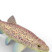 Fish Brown Trout Animals