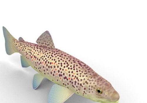 Fish Brown Trout Animals