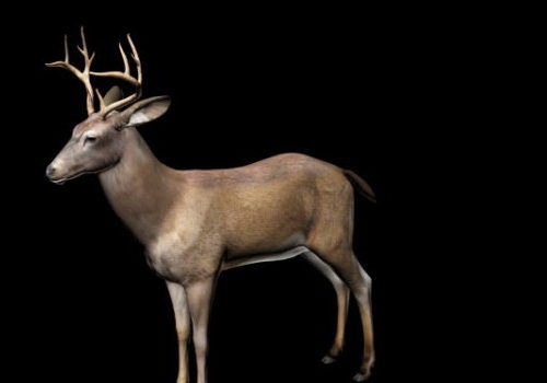 Wild Buck Deer Rigged