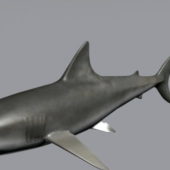 Grey Sea Bull Shark