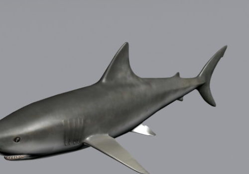 Grey Sea Bull Shark