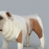Bulldog Pug Dog