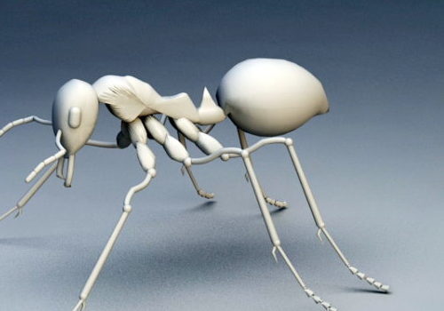 Wild Animal Bullet Ant