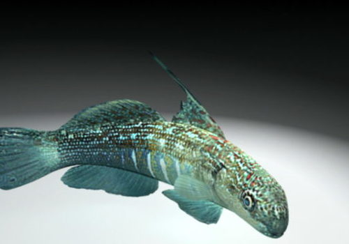 Bullet Goby Fish Sea Animal