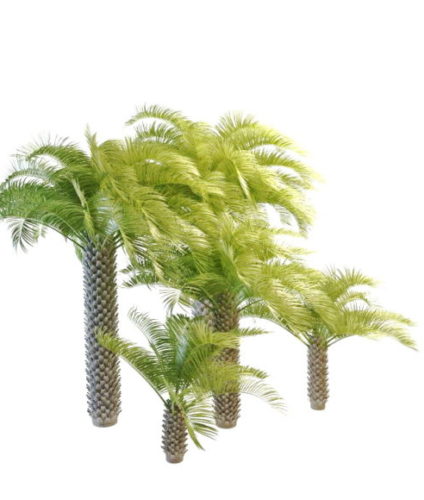 Cabbage Palmetto Nature Palm Trees