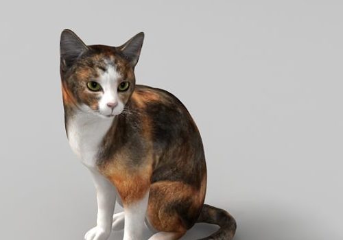 Calico Cat, Pet Animal Animals