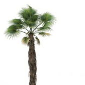 California Fan Green Palm