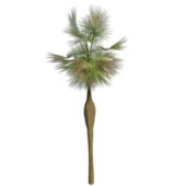 California Fan Nature Palm Tree