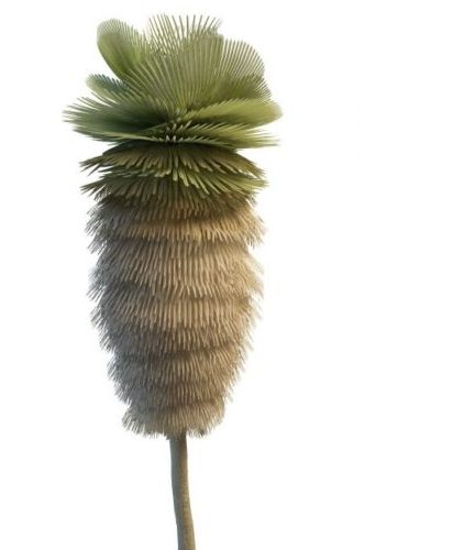 Green California Palm Tree