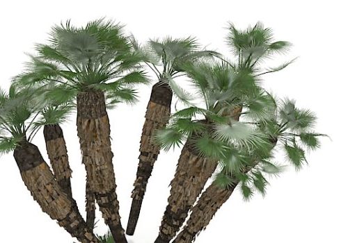 California Green Palm Trees