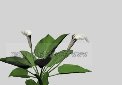Calla Lily Flower Plant