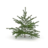 Nature Canaan Fir Christmas Tree