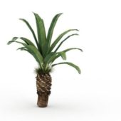 Green Canary Island Palm Tree