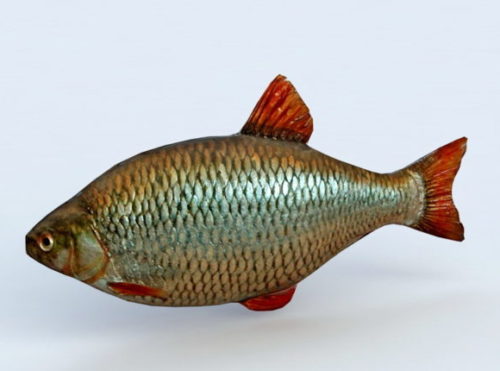 Water Carp Fish