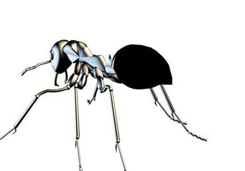 Carpenter Ant Animals