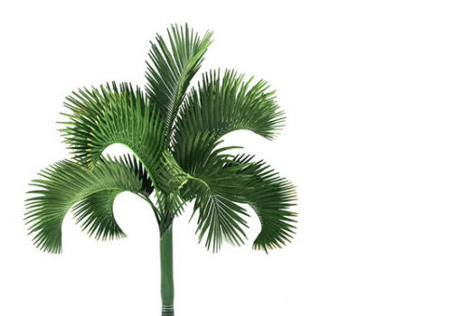 Carpoxylon Macrospermum Palm Tree