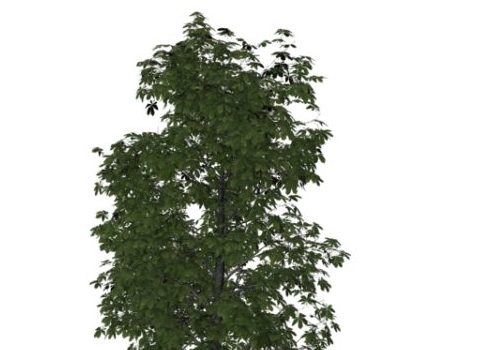 Nature Castanea Sativa Tree