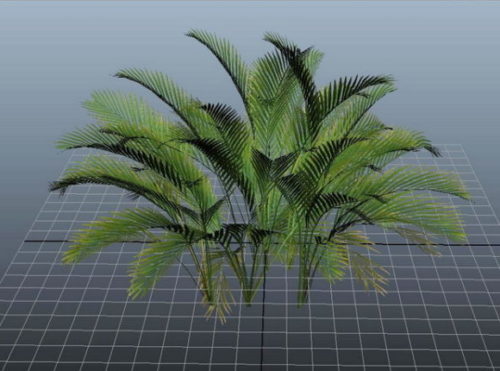 Cat Palm Tree Plant
