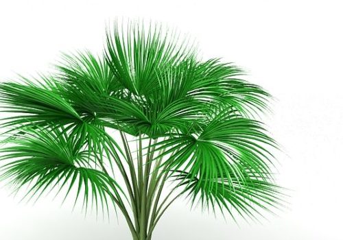 Green Cat Palm Tree