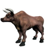 Cattle Bull Animal