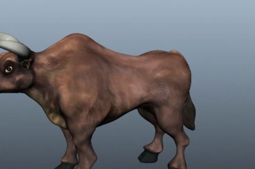 Animal Cattle Bull