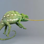 Animal Chameleon
