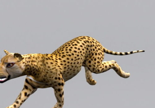 Cheetah Animal Animated Rigged