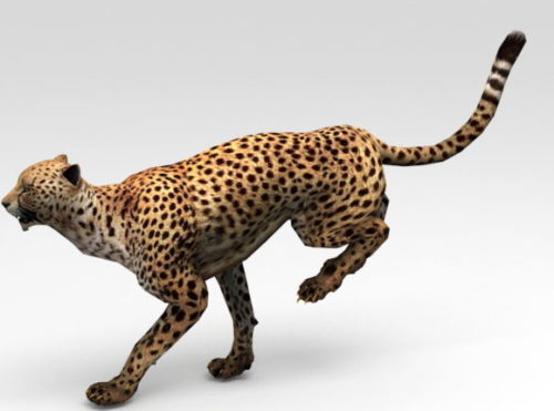 Africa Cheetah Running Animated Rigged
