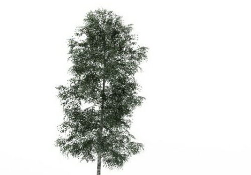 Chenmou Elm Green Tree