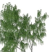 Chinar Green Tree