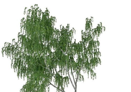 Chinar Green Tree
