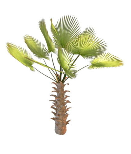 Chinese Chusan Palm Tree