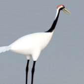 Chinese Crane Bird Animal