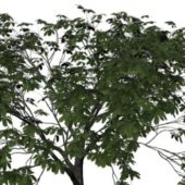 Nature Chinese Chestnut Tree