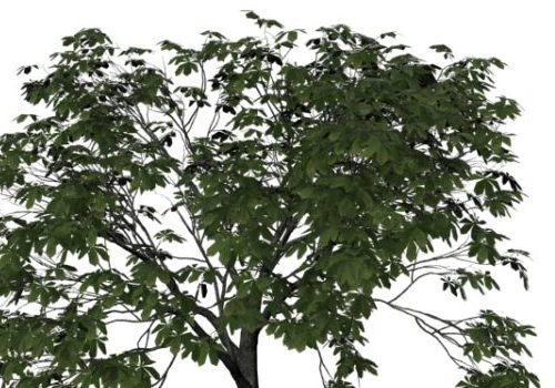 Nature Chinese Chestnut Tree