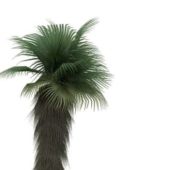Chinese Fan Palm Tree