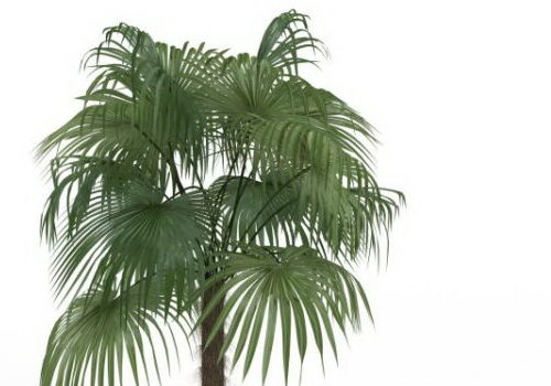Nature China Fan Palm Tree