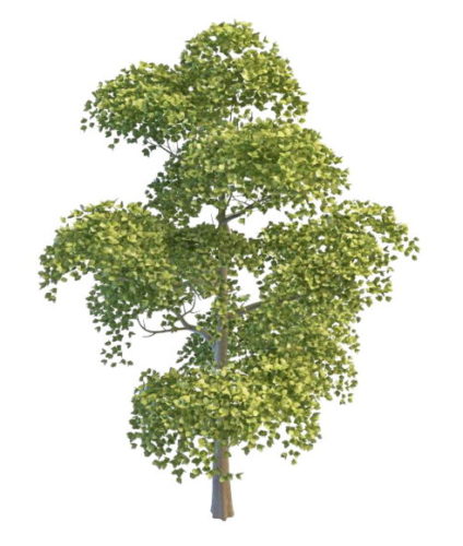 Asia Necklace Poplar Tree