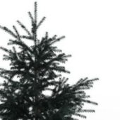 Green Chir Pine Tree
