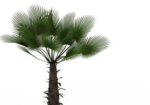 Chusan Palm Green Tree