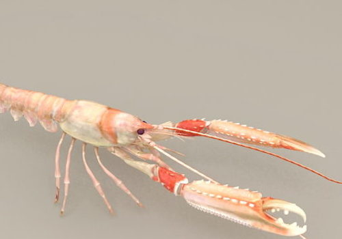 Clawed Lobster | Animals