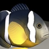 Clownfish Animated & Rigged | Animals