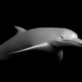 Sea Dolphin