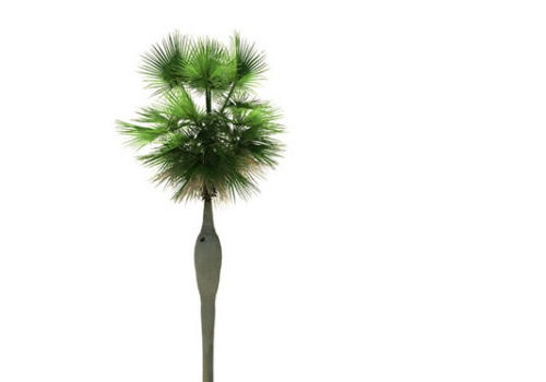 Coccothrinax Spissa Palm Tree