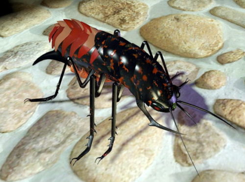 Cockroach Insect Animal